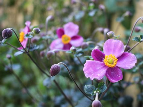 耐陰開花植物|日陰で育てられる植物15選！人気の花の種類は？